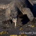 dragon_komodo_hsb_rinca_h_1007_kom2784.jpg